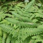 Gymnocarpium dryopteris Blatt