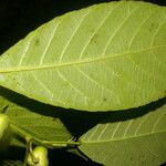 Cleidion castaneifolium Leaf