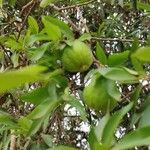 Eugenia pyriformis Fruit