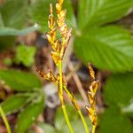 Carex digitata Плід