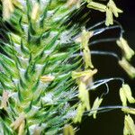 Phleum pratense 花