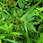 Scirpus atrovirens Likasa