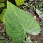 Alocasia cucullata Leaf