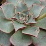 Echeveria longissima Листок