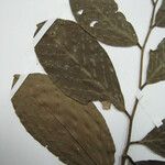 Couepia obovata autre