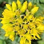 Petrosedum montanum Blüte