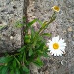 Leucanthemum atratum Blüte