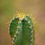 Cereus jamacaru Ostatní