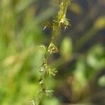 Utricularia minor Лист