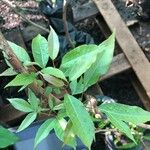 Mauria heterophylla Frunză
