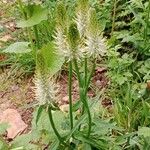 Phyteuma spicatum Habit