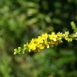 Agrimonia pilosa Flower