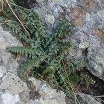 Asplenium foreziense Costuma