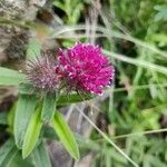 Trifolium alpestre Blomma