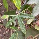 Passiflora tripartita ᱥᱟᱠᱟᱢ