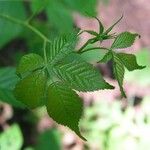 Rubus allegheniensis List