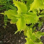 Perilla frutescens Blatt