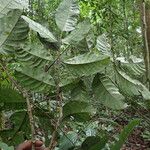 Pseudospondias microcarpa Leaf