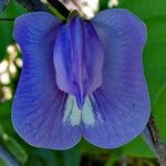 Clitoria ternatea 花