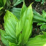 Calanthe triplicata Leaf