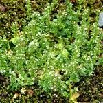 Veronica serpyllifolia Hábito