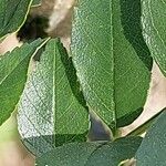 Fraxinus xanthoxyloides Leaf