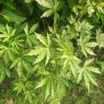 Hibiscus cannabinus List