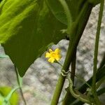 Melothria pendula Fleur