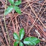 Rubus pedatus Leaf