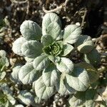 Ambrosia chamissonis Leaf