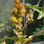 Ricinus communis花