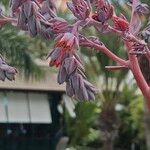 Echeveria gibbiflora Flor