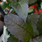 Dahlia pinnata Leaf