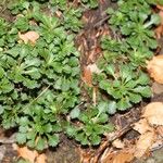 Saxifraga cuneifolia Лист