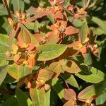 Euphorbia griffithii Fruto