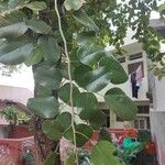 Pterocarpus rotundifolius Leaf