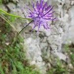 Phyteuma scheuchzeri Flower