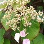 Schizophragma hydrangeoides Flor