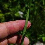 Deschampsia cespitosa Blatt