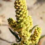 Ambrosia psilostachya Flower