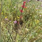 Hesperaloe parviflora Habitat