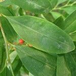 Erythroxylum coca برگ