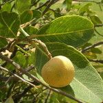 Boscia senegalensis Fruit