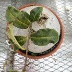 Raphionacme procumbens Leaf