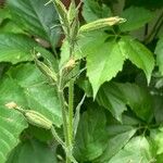 Ruellia ciliatiflora Kvet