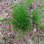 Festuca heterophylla برگ