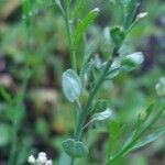 Lepidium sativum Frucht