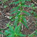 Polygonatum verticillatum Natur