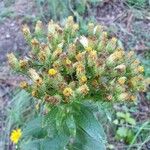 Pentanema squarrosum Flower