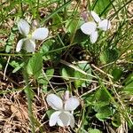 Viola rupestris Habitus